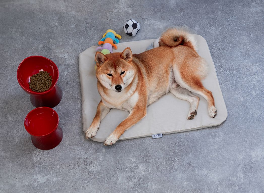 小型犬向けの小サイズ